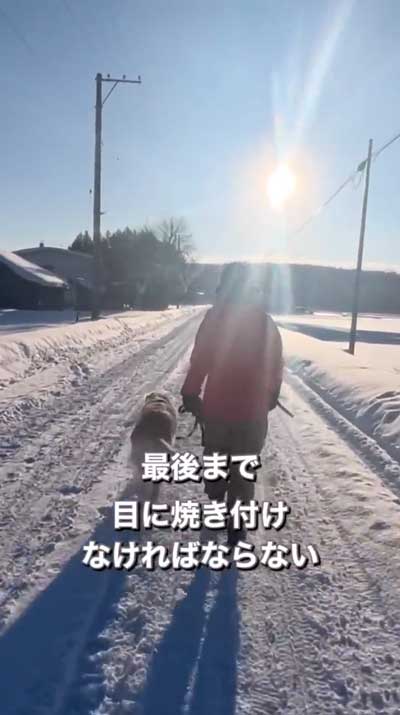 ゴールデンレトリバーと暮らして思ったこと