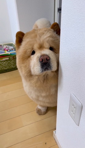 壁からのぞいて見上げるワンコ