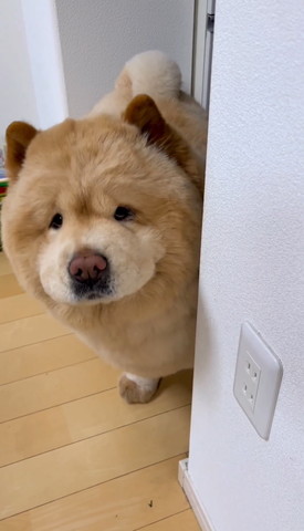 壁からのぞくワンコ左より