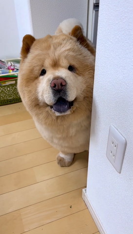 壁からのぞく笑顔のワンコ