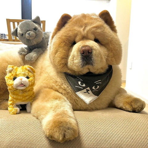 ぬいぐるみとワンコ