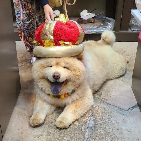 王冠かぶるワンコ