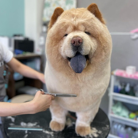 トリミングワンコ