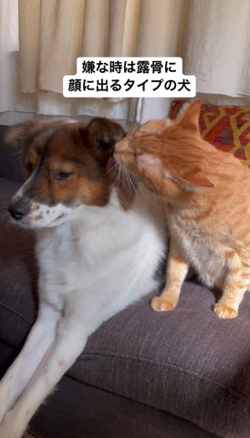 仲良し犬とネコ