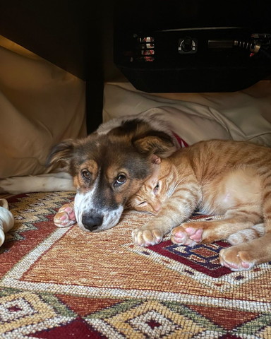 コタツの下にワンコと猫