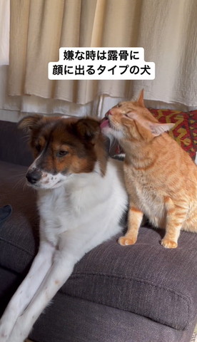 ワンコの耳なめる猫うっとり横顔