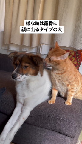 ワンコの耳後ろなめる猫