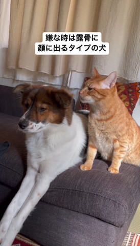 ワンコを見つめる猫