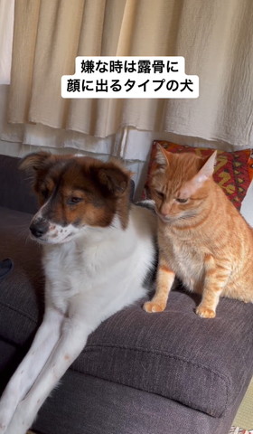 下向く猫と虚無顔ワンコ