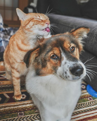 ワンコの頭毛づくろいする猫