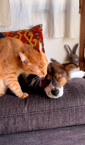 頭なめられてうっとりしているワンコ