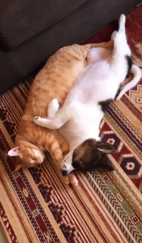 抱き合う猫とワンコ