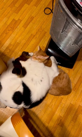 猫の肩を抱くワンコ