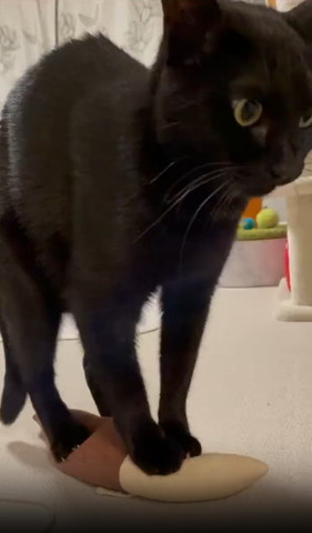 けりぐるみに乗って画面右を見る猫