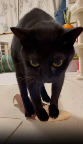 けりぐるみに乗って正面下見る猫