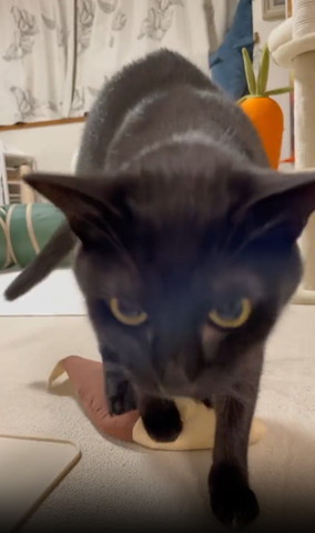 けりぐるみに乗りつつ前足は前猫