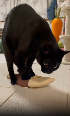 けりぐるみに乗って背中丸める猫