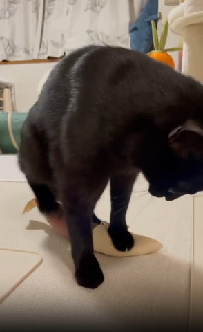 けぐるみに乗って下見る猫