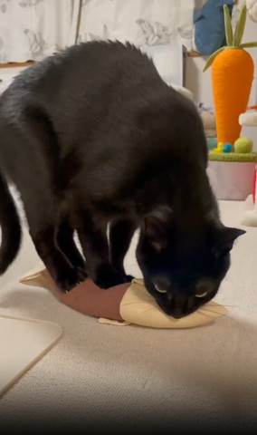 けりぐるみに乗りながらくわえる猫