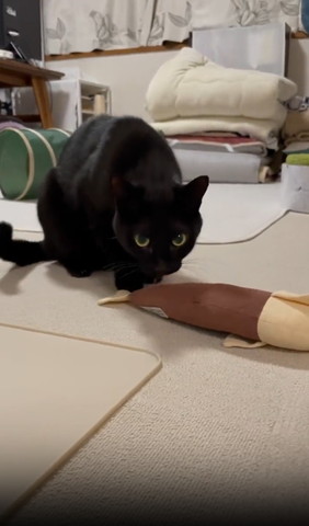 けりぐるみの前に座る猫