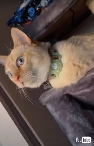 ショックを受ける猫