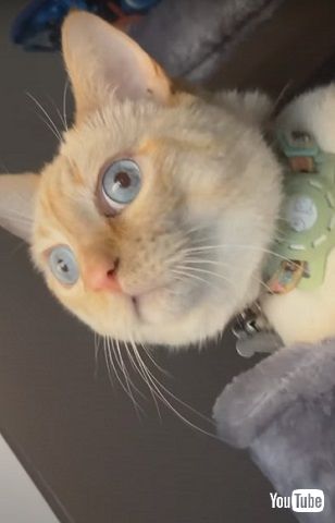 ショックを受ける猫