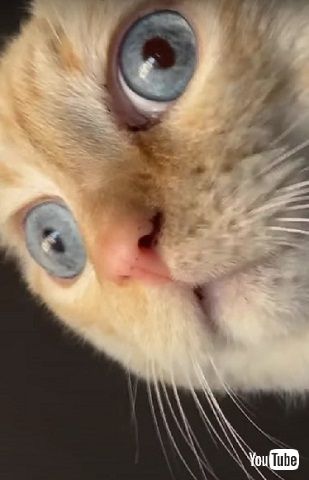 ショックを受ける猫