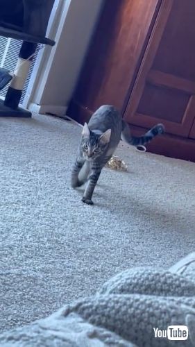 Master of Jazz Hands