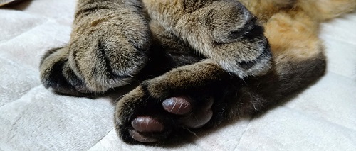 猫の肉球