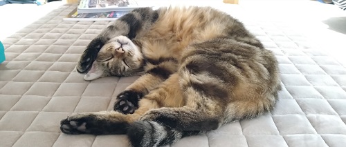 気持ちよさそうに眠る猫