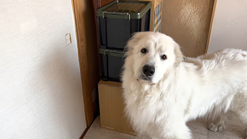 起こしに行こうか