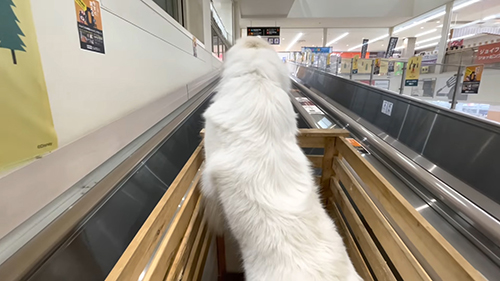 動く歩道移動中