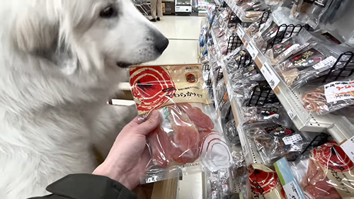 ドレミちゃんにお伺い