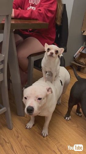 他の犬の背中を歩くチワワ