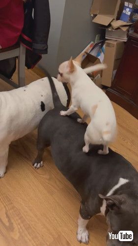 他の犬の背中を歩くチワワ