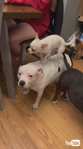 他の犬の背中を歩くチワワ