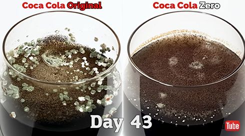 コカコーラとゼロを放置してから100日経過……　定点観測を続けたタイムラプス動画が興味深い結果