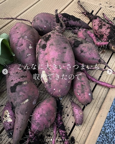 リボベジで収穫したさつまいもの写真