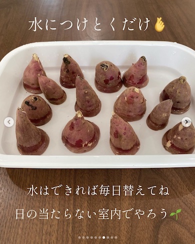 さつまいものヘタを水に漬けている写真