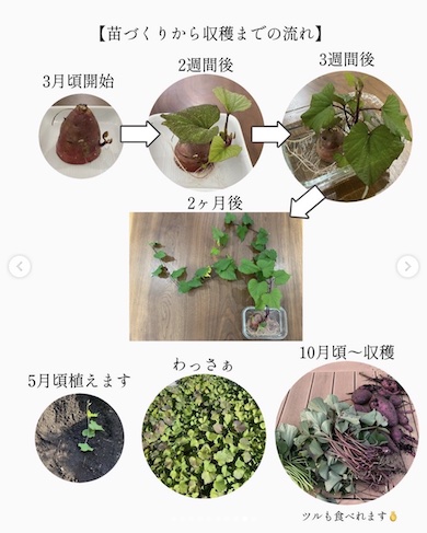 苗作りから収穫までの流れの図