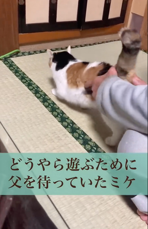 ガシッとする猫