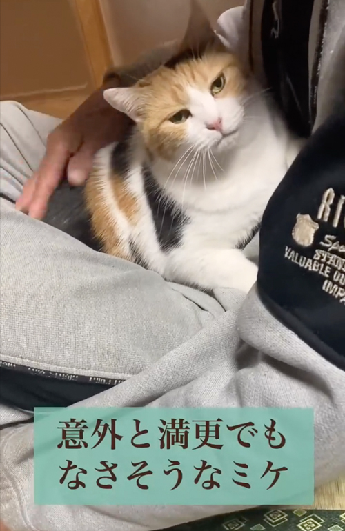 猫の表情