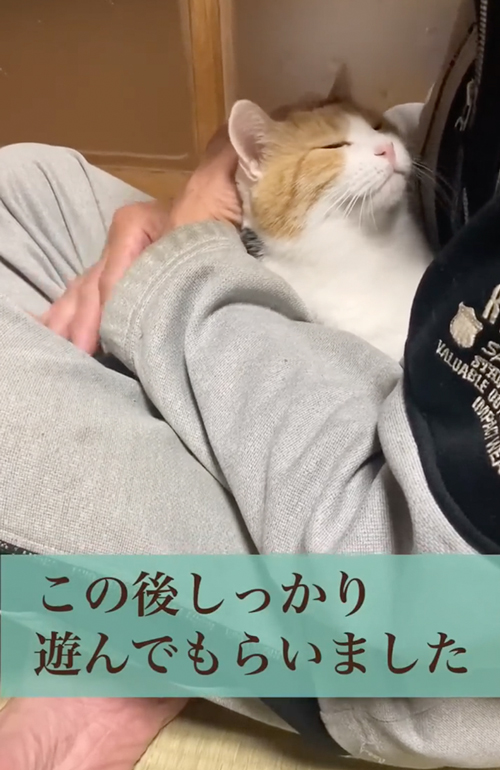 まばたきする猫