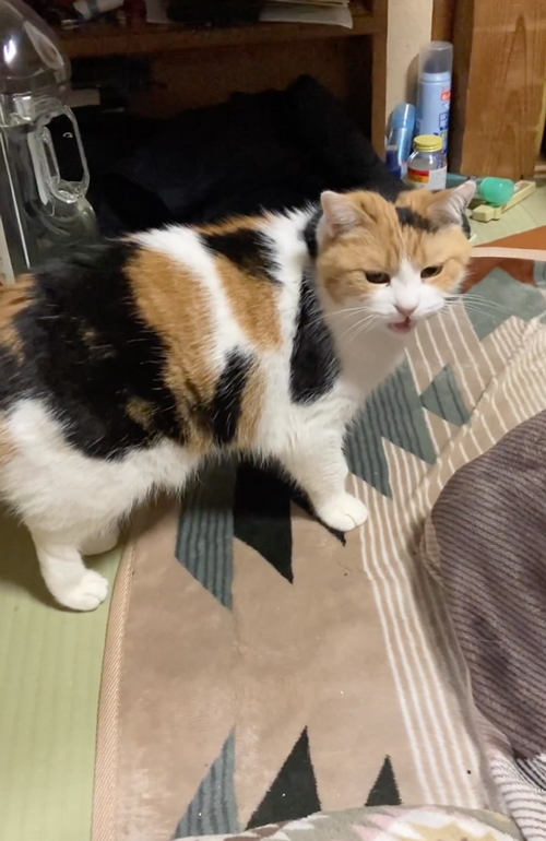 起きてほしい猫