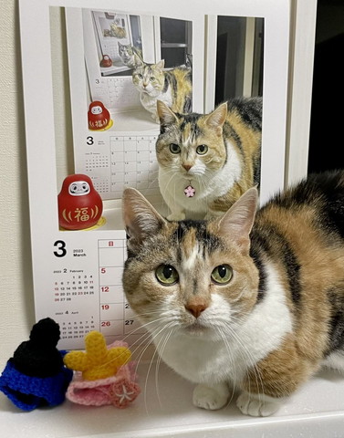 猫ちゃんの後ろにカレンダー
