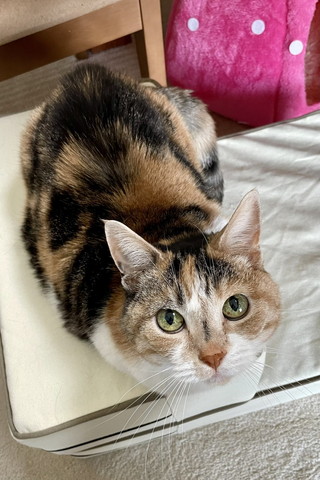香箱座りっで見上げてる猫
