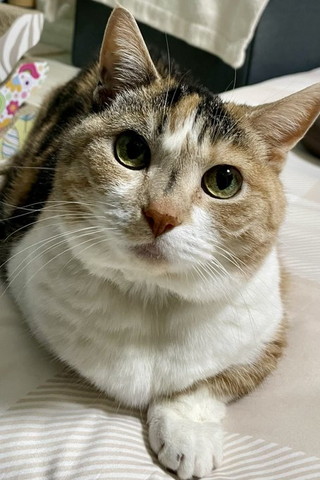 首かしげる猫