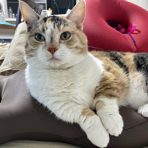 クッションでくつろぐキ猫