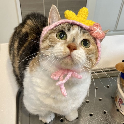 帽子かぶった猫
