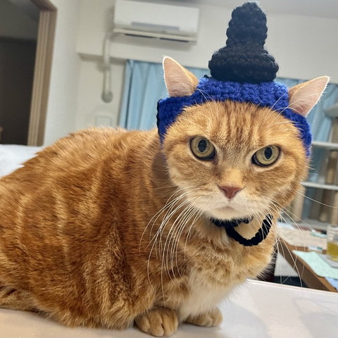 帽子かぶった茶トラ猫